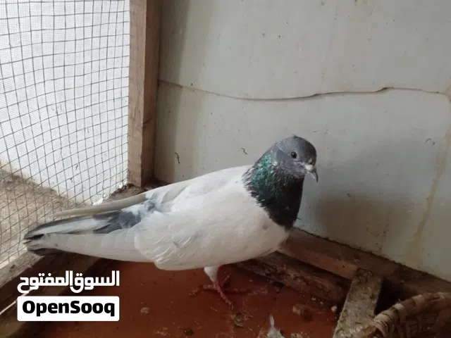 السلام عليكم  طير تار للبيع او مراوس حسب الرغبه