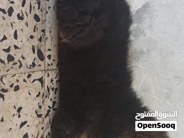 انتايه كستم العمر 57يوم للبيع