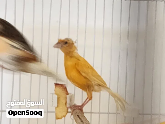 Canary birds for sale