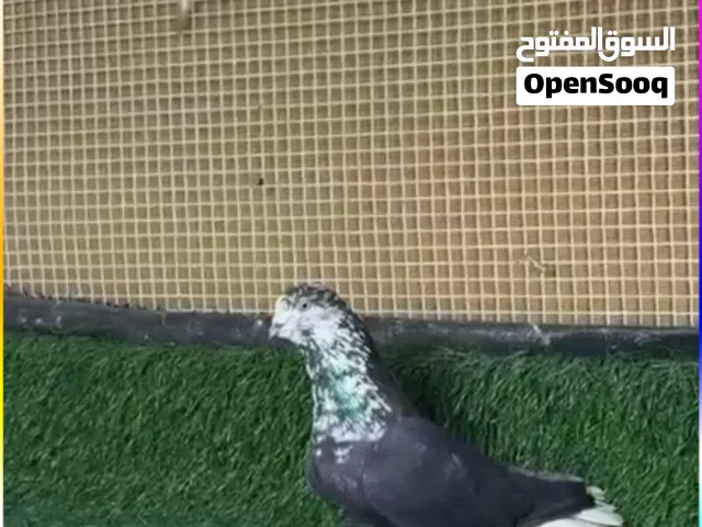 طيور حمام بصحة ممتاوة