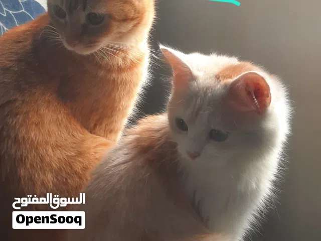 قطة ملقحة نظيفة جدا للتبني في صحار بسبب السفر