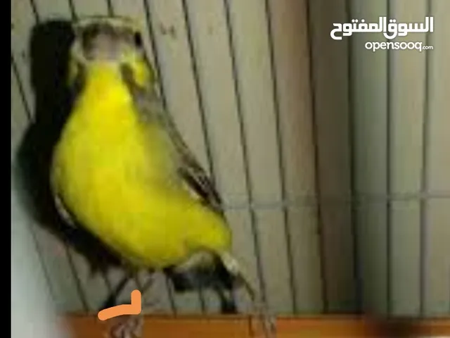 فحل ياسمين موزمبيق مع قفص معلفين