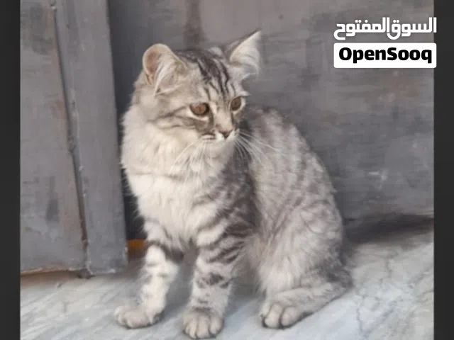 قط شيرازي ربي يبارك