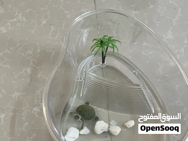 سلاحفاة برمائية صحة ممتازة مع كل مستلزماتها( ماشاءالله )