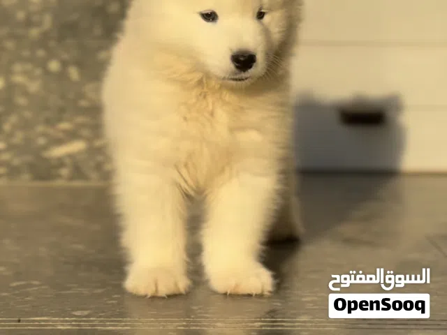 كلب تبني سموايد