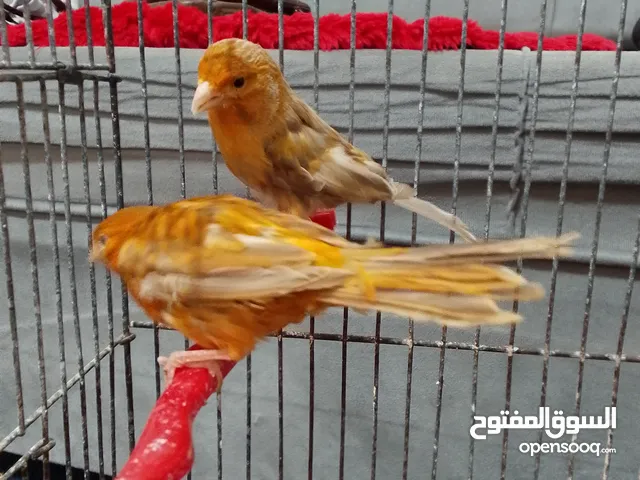 جوز كناري نحاسيات للبيع