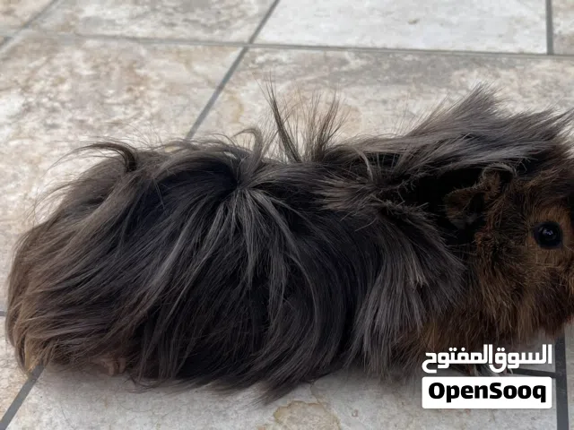 همتارو بيج جيني ذكر جاهز للانتاج