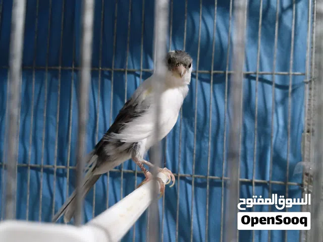 كوبيه كناري