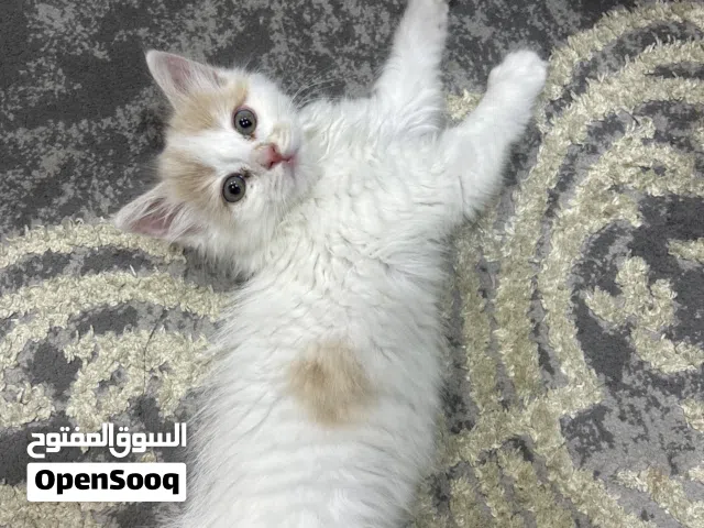 قطه شيرازي ميكس للبيع – 3 شهور – نظيفة ومعتادة عاللتر بوكس