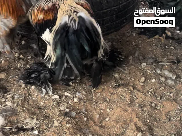 للبيع دجاج براهما
