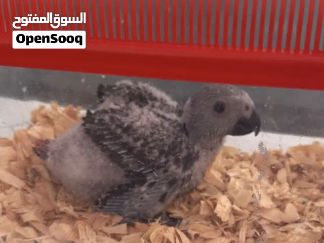 ماشاءالله/للبيع فرخ كاسكو عمره شهر وشوي  قابل للمساومه بالمعقول لايدش الا الصامل
