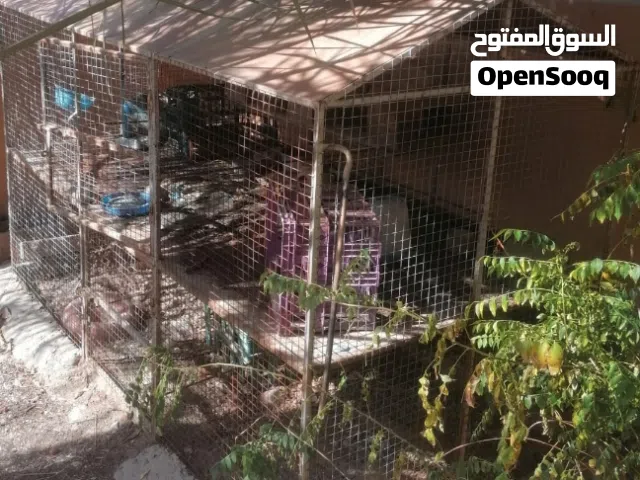 قفص كبير للبيع