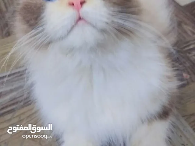قطط هملايا ام مع أطفالها