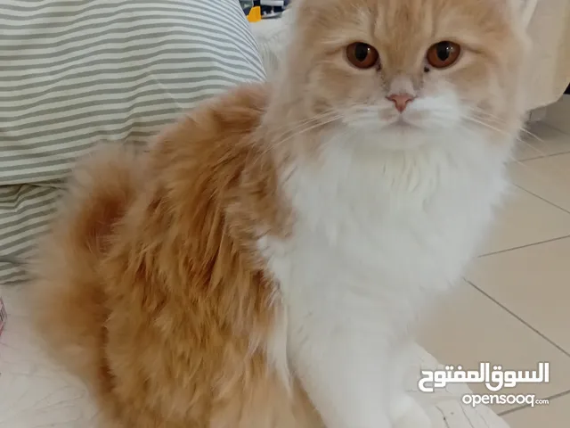 قطة انثى شيرازي 6 اشهر جميله جدا تلعب