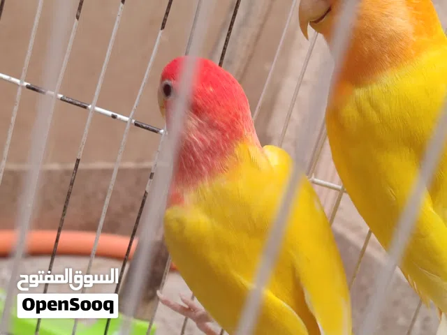 جوز روز ذكر اورنج نتايه رد فيس عين حمراء