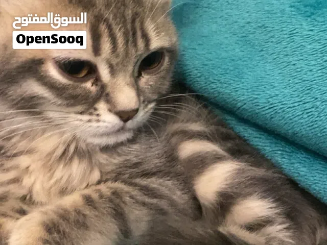 قطه شيرازي للبيع8 دينار فقط مع اغراض