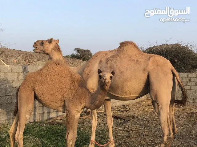 للبيع ناقه تحتها بكره سمين ماشاءالله