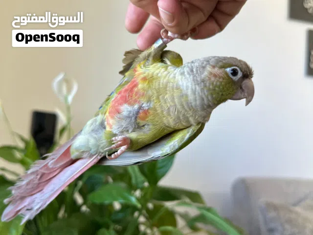 ببغاء جرين تشيك اناناس