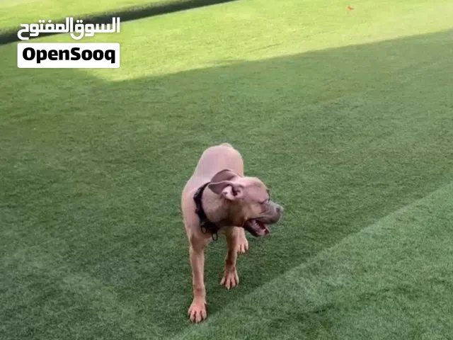 كلب أمريكان بيولي
