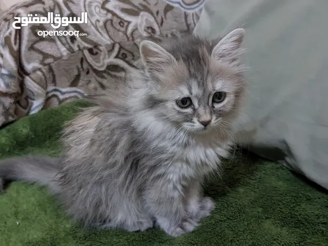 قطه  انثى شيرازي عمر ثلاثه اشهر مع اليتر بوكس تبعها