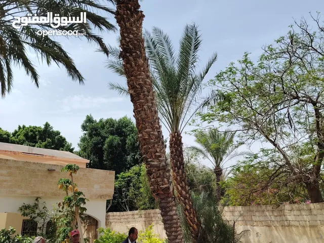 شجر نخيل للبيع