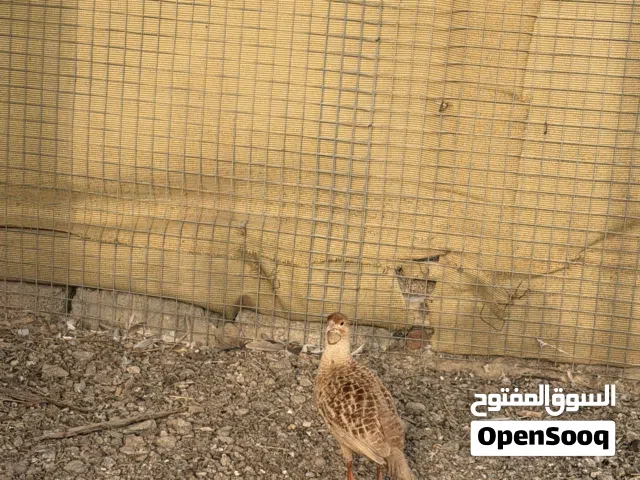 انثى صفرد باكستاني