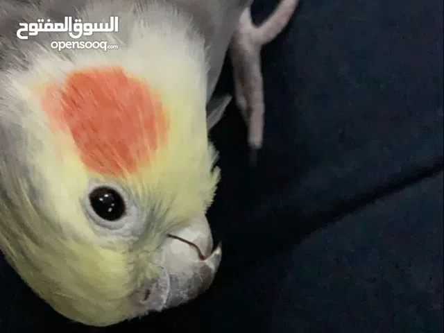 مطلوب طير كوكتيل(كروان) صغير ف عدن نفس لون الي ف صوره.