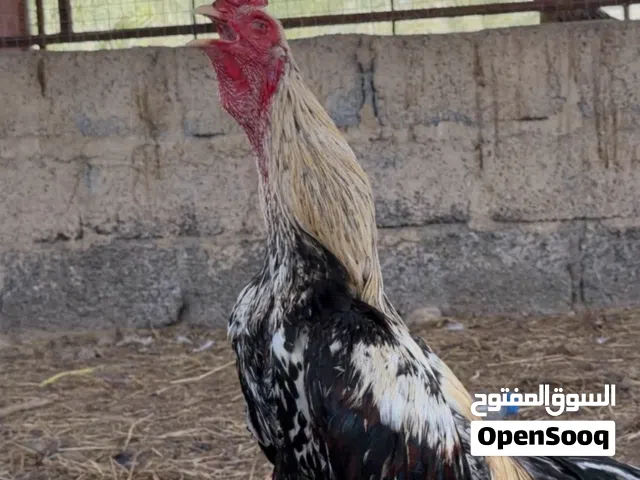 ديك بكستاني للبدل أو للبيع الوصف مهم