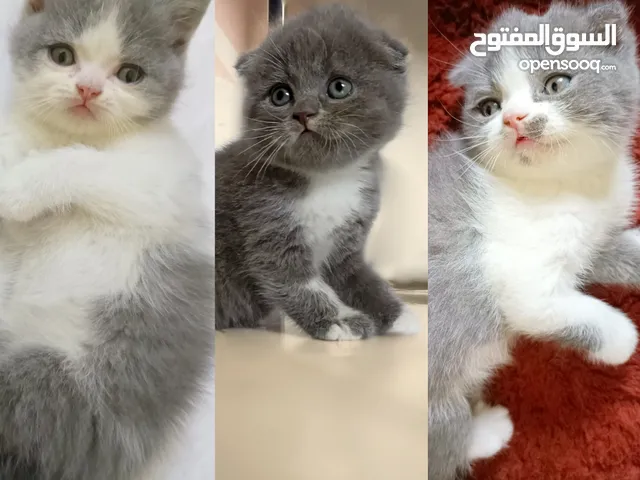 Purebred Scottish fold and Scottish straight lilac bicolor kittens