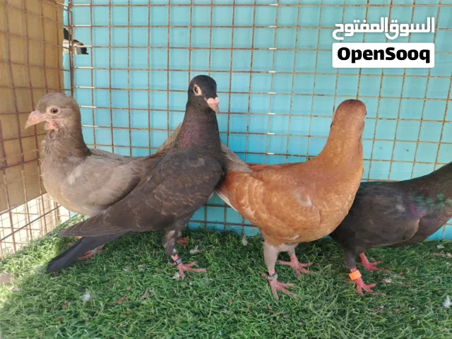 فروخ زواجل فراشه و دن و اسود