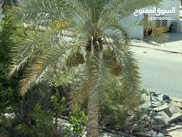 صیانت النخیل