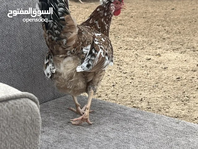 للبيع فروخ دجاج عربي قديم ترثه فواخر