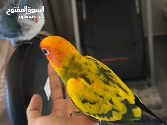 صن كنيور اليف جداً