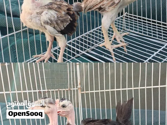 متاح زوجين افراخ ابو ركيبه