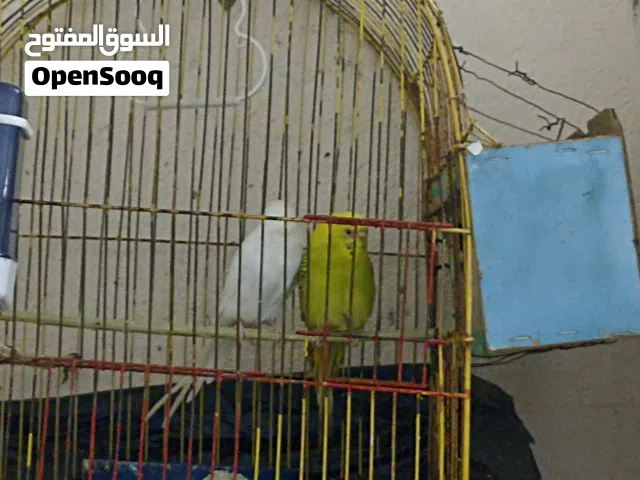 طيور حب للبيع مزاويج