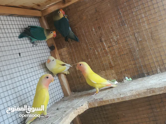 بيع طيور الروز  والفيشر