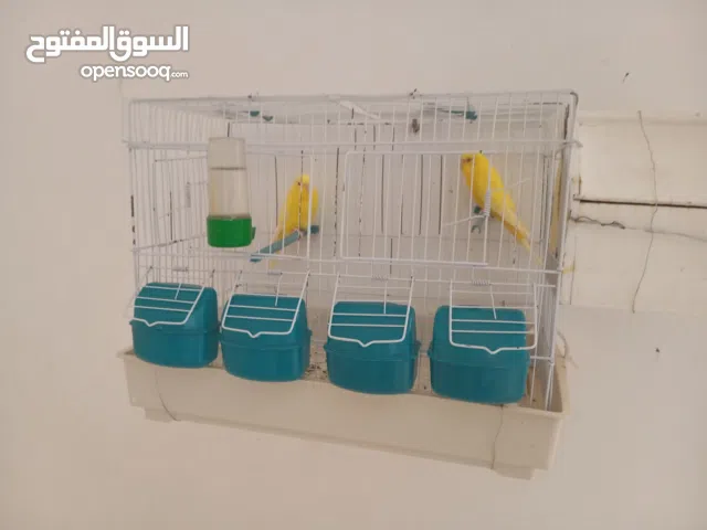 بسم الله الرحمن الرحيم كوبيا بقالينو لتينو للبيع قابل النقاش كوبيا بصحه ممتازه