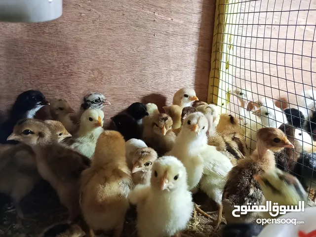 السلام عليكم اخوان يتوفر افراخ عرب وابو ركيبه عمر 6ايام /