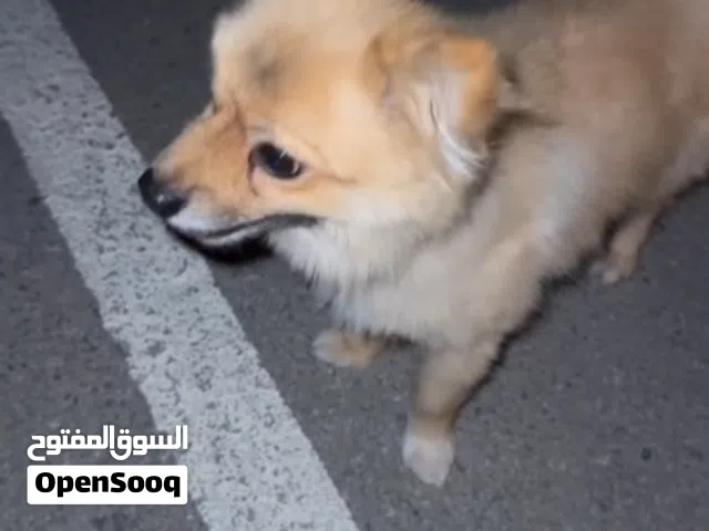 كلاب امورهن فوق الطيبه وبسعر مناسب