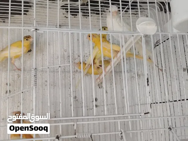 كنار بناديق
