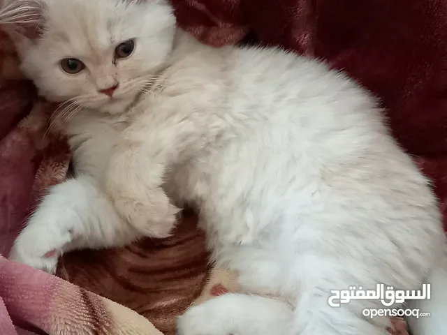 قطط شيرازي ذكور عمر شهرين ونص