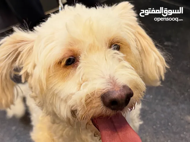 2year old poodle mix lagoto