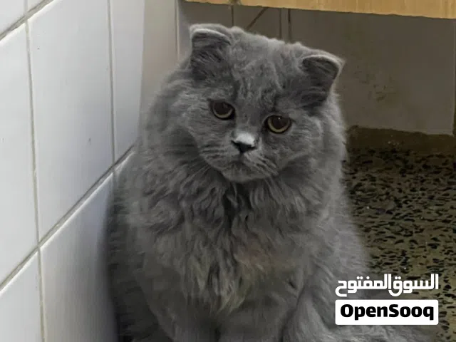 السلام عليكم سكوتش فولد لونك هير شعر طويل بريطاني العمر 6 اشهر نضيف كلش الام ولاب استيراد اوكرانيا