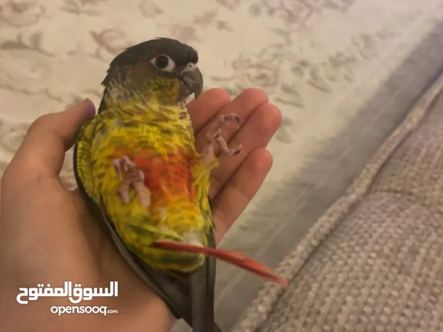 طير ربوه كنيور