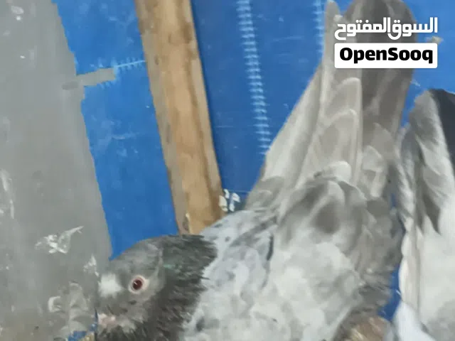 جوز شغال مكفول باذن الله للبيع