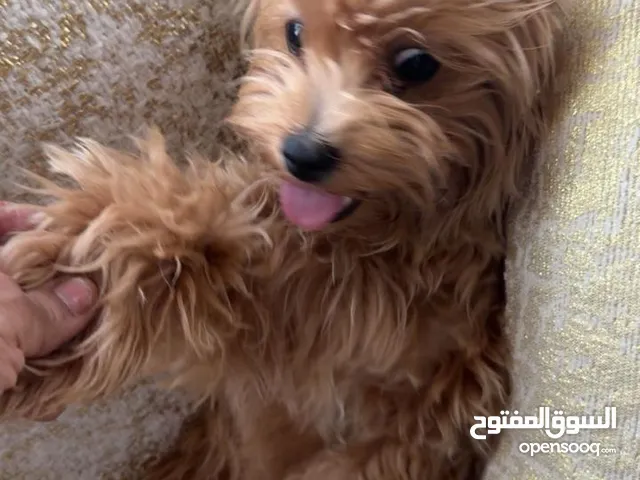 - bread - age 7 months Maltipoo
