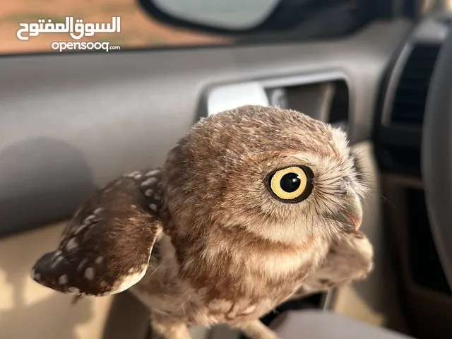 بوم القزم النادر