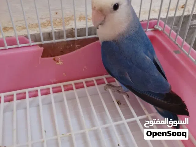 انثى بركاديلو روز مصوقره لبيع أو تباديل
