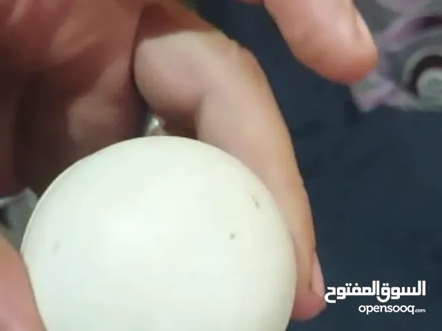 يوجد أحجار ماس في مصر سرعه لقطه