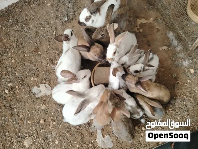 ارانب ببايون والماني للبيع سعر حرق اقراء الوصف